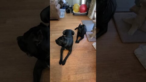 Discipline is the key to manage a strong breed