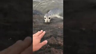 Up close with a seal 🦭