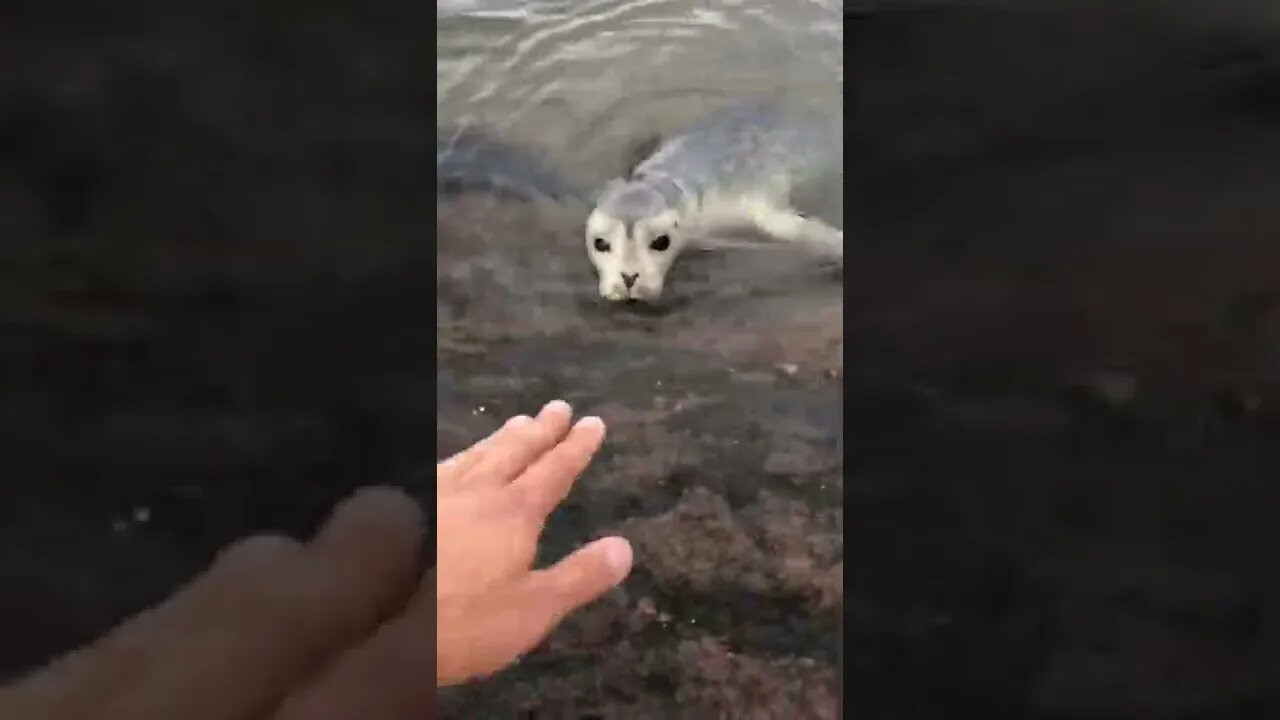 Up close with a seal 🦭