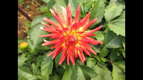 Growing Wild In The Hillside Dahlia July 31, 2021