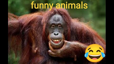 Funny animals