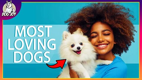 Most Loving Dog Breeds In The World