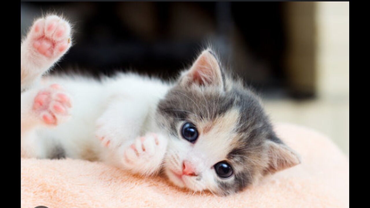 cute kitten