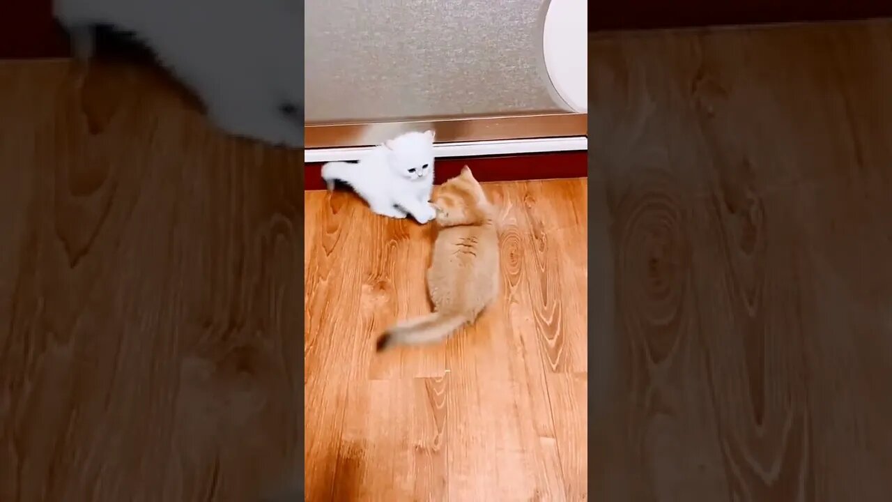 Cat Funny Fighting #viral #video #cat #shorts