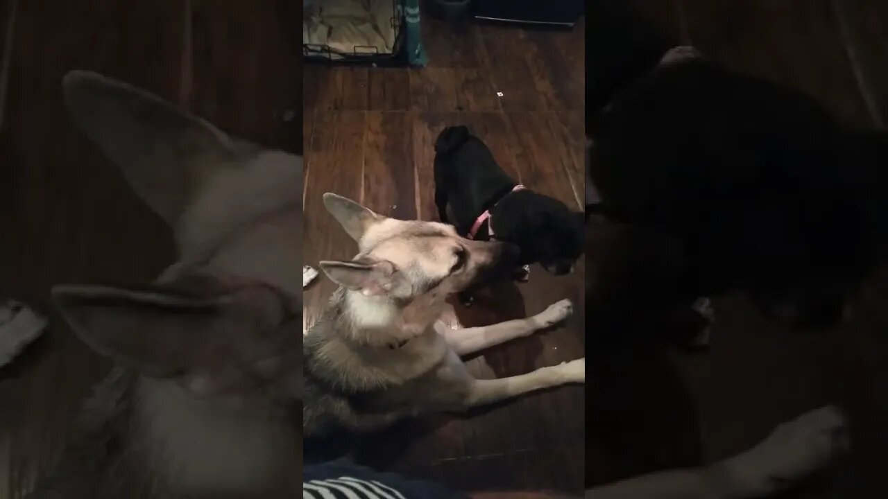 Awoo Auwa Auwa