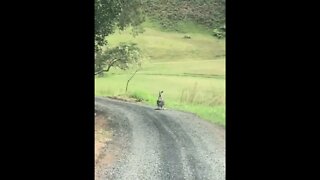 Baby Joey on the road