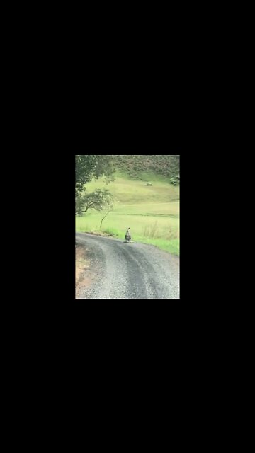 Baby Joey on the road