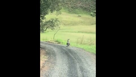 Baby Joey on the road