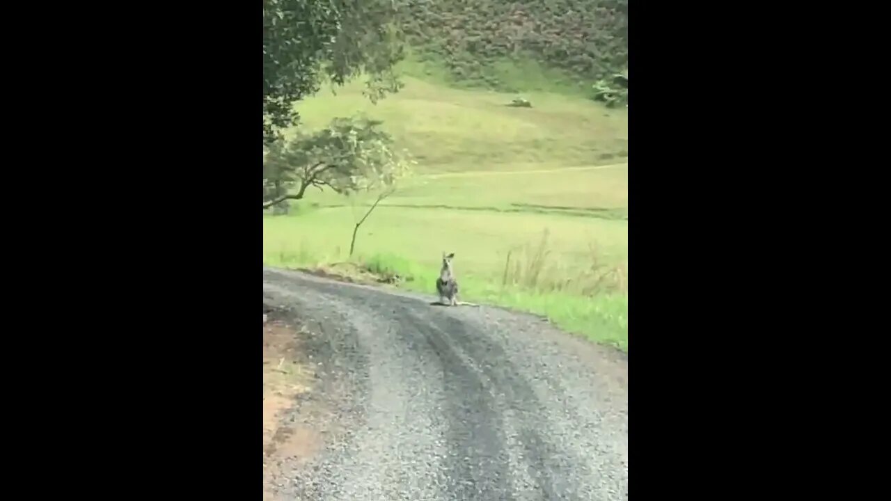 Baby Joey on the road