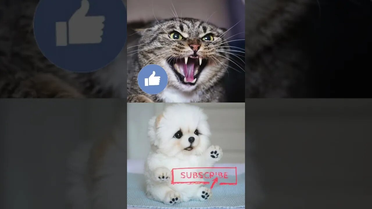 Angry Cat Vs Cute Puppy 😁 Funny Moment 😭 #shorts3