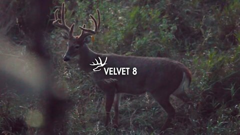 CLOSE North Dakota VELVET Buck With Bow - WIDE 8 POINT!