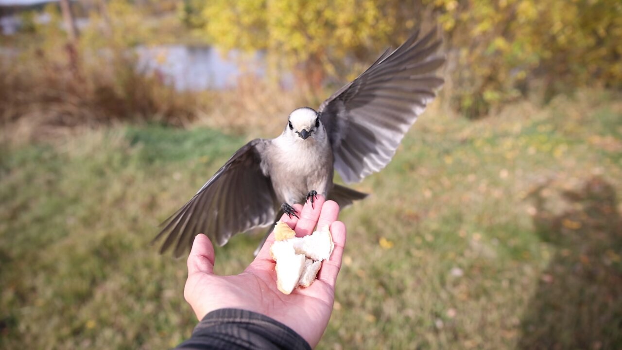 Whiskey Jack hand feeding