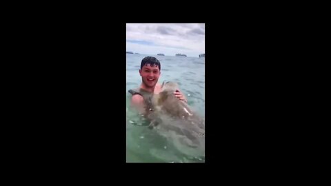 Funny Animals