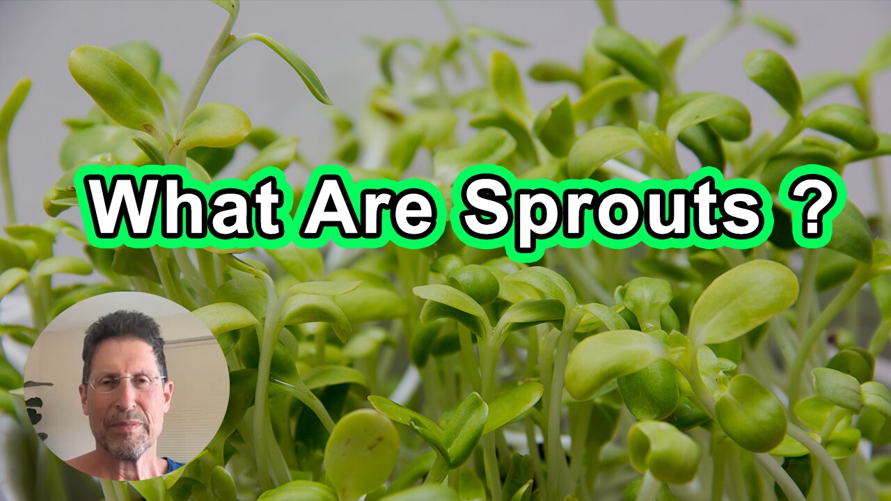 What Are Sprouts And Why You Should Care?