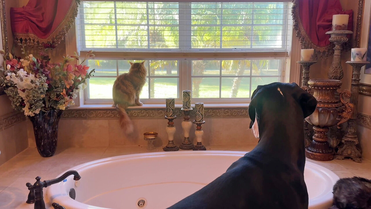 Funny Great Dane Complains She Wants To Bird Watch Beside The Cat