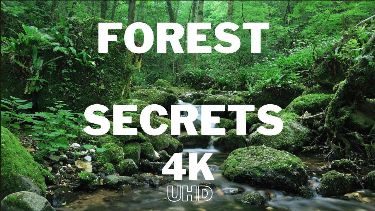 Forest Secrets Nature Relaxation Film with Beautiful Piano Music 4K HD