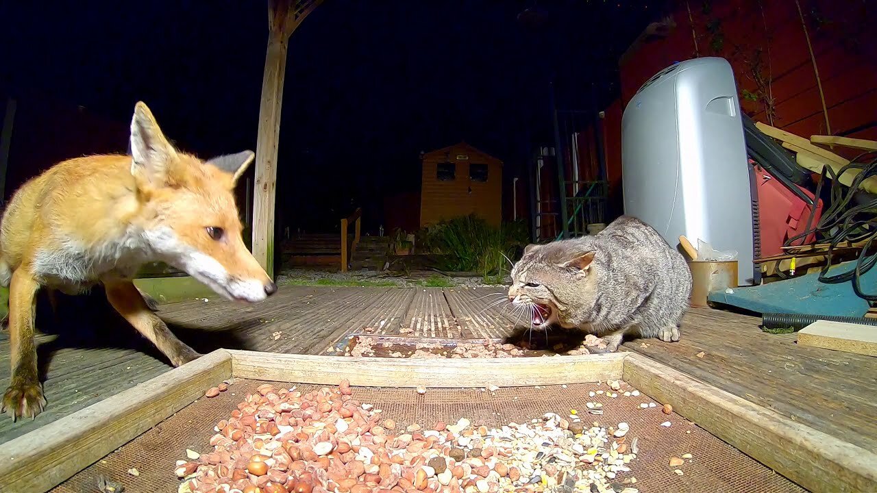 Fox Vs Cat Standoff