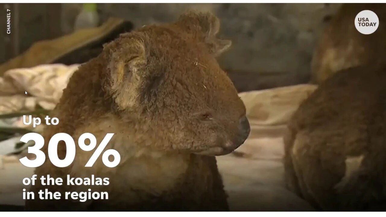 Koalas Face Extinction After The Bushfires