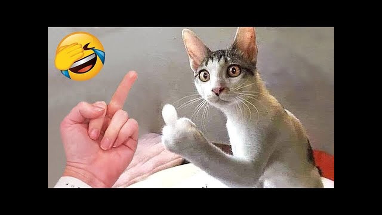 The funniest animals 😂 Funny Dogs and Cats 2023 😺🐶 Part 03