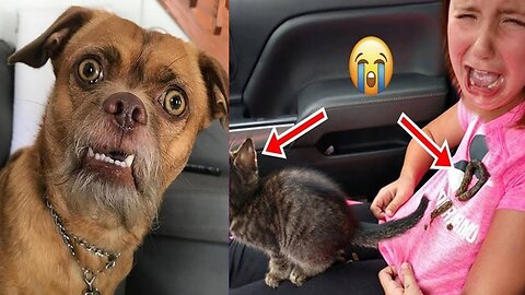 Funny animals 😂try not to laugh