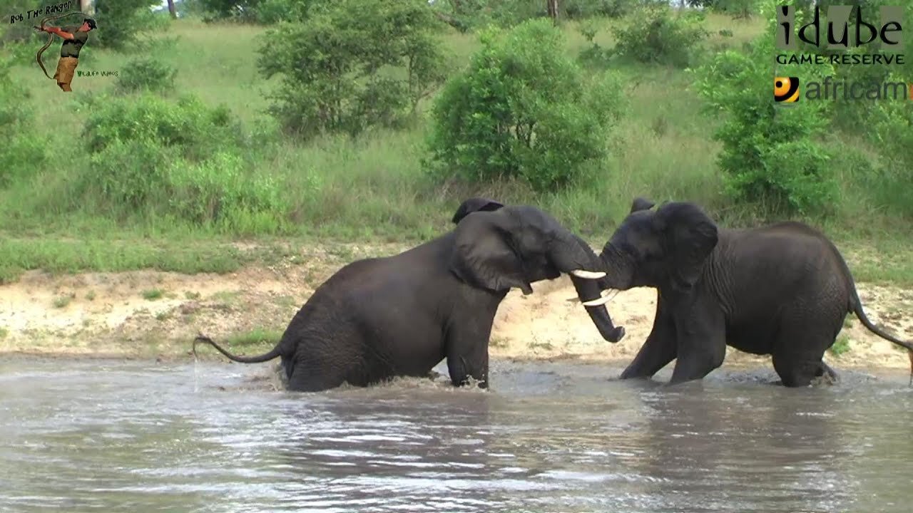 Elephants Playing In A Prominent Waterhole