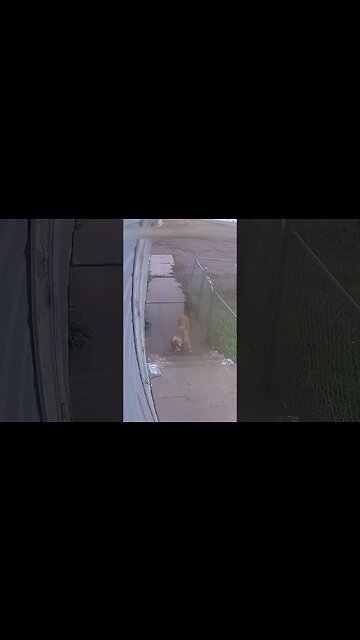 Dog Criminals, dogs that are criminals! #shorts #funnyanimals