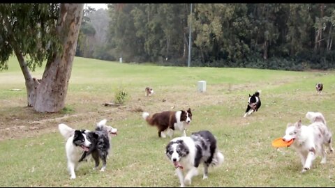 Funny Dog's in Park/ Dog's funny video,2022