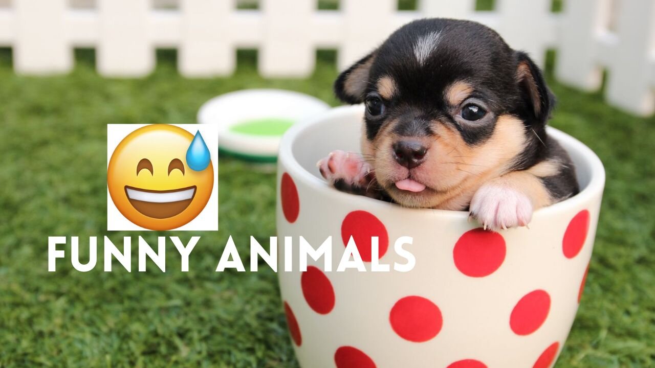 New Funny Animals 😂 Funniest Cats and Dogs Videos 😺🐶