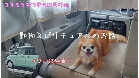 虹V８ 『ペットの声が聞こえたら』動物達は何を考え何を思っているの？ペットの気持ちを解説！