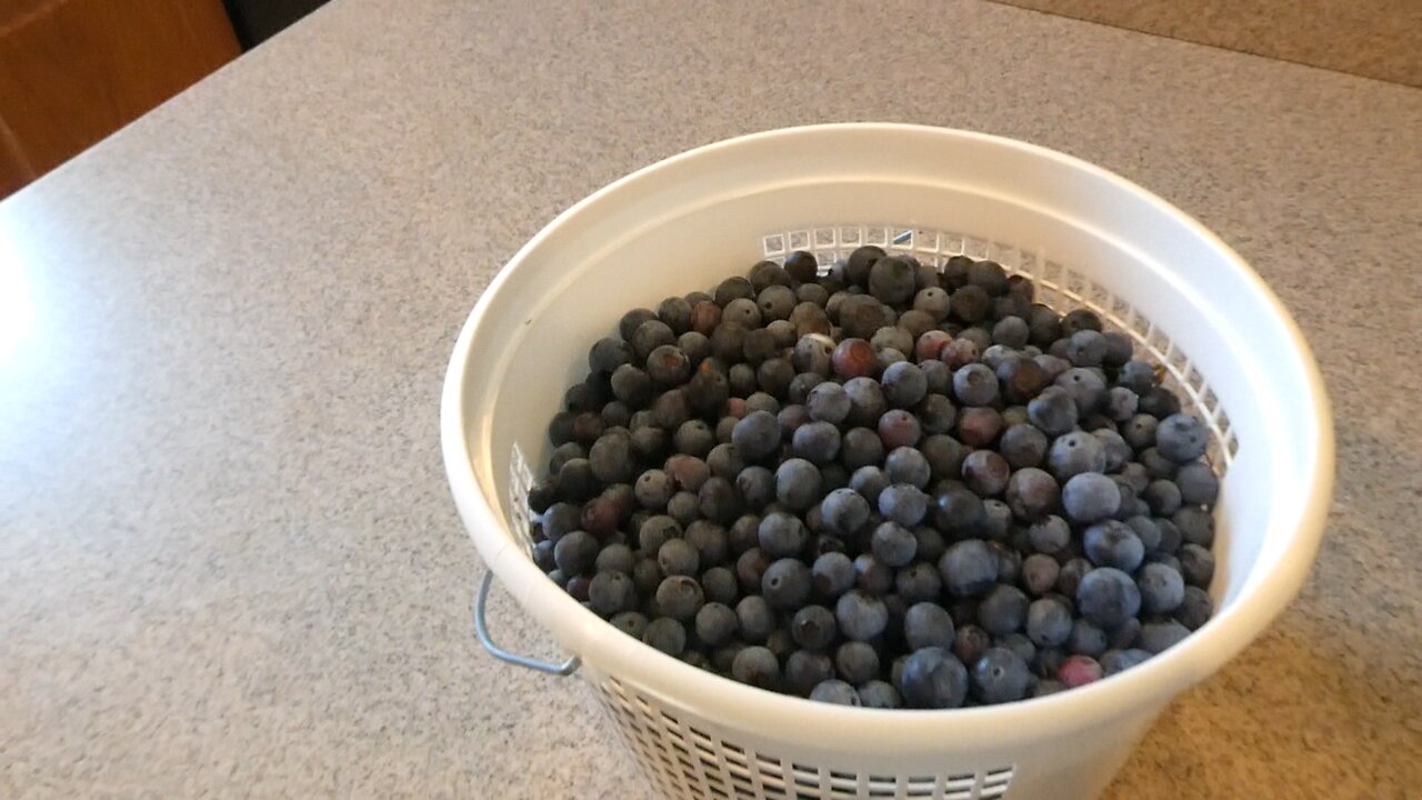 BLUEBERRIES (Let the truth be known)