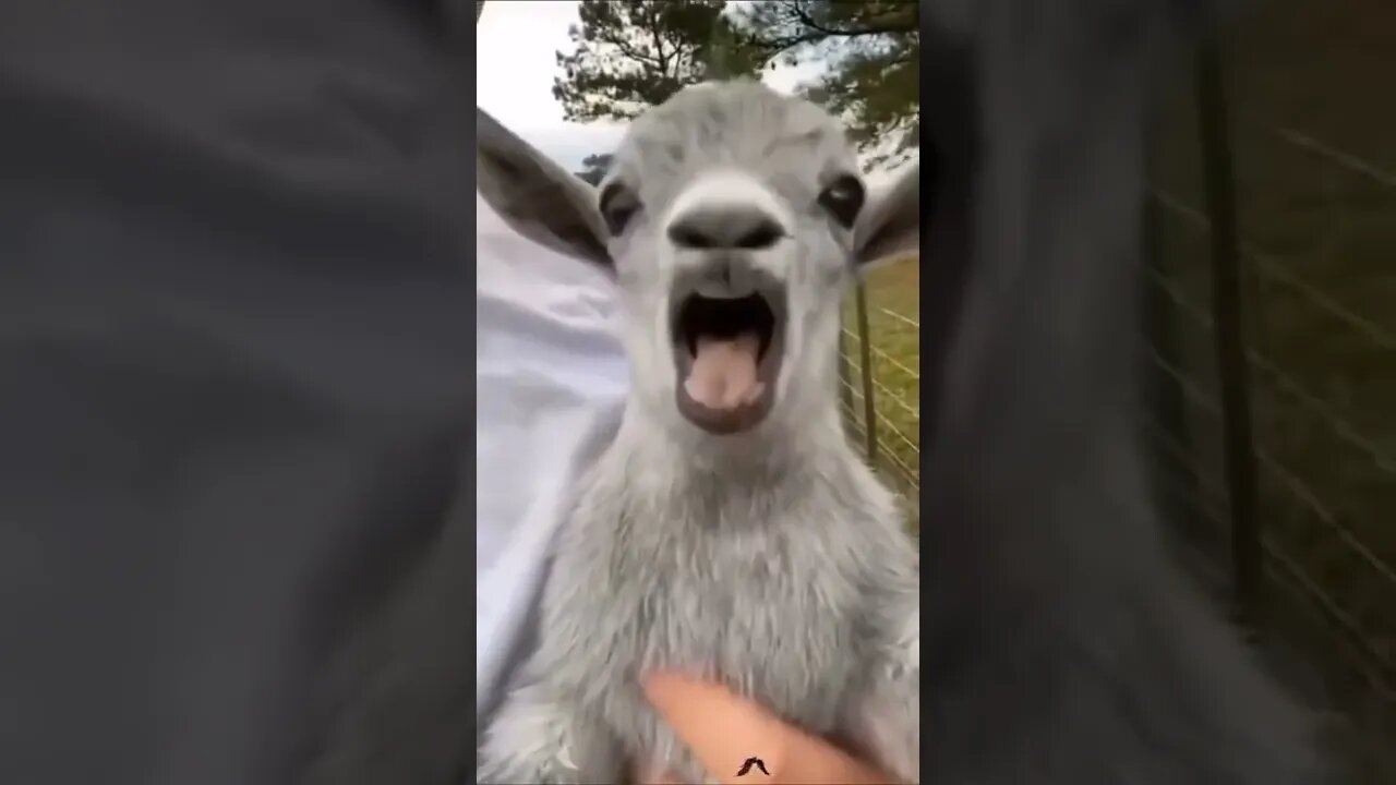 Funny Animals