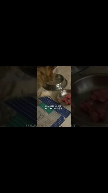 Why Does My Cat Eat Like Human’s