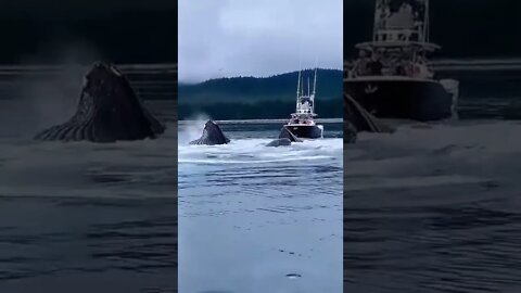 Amazing video views