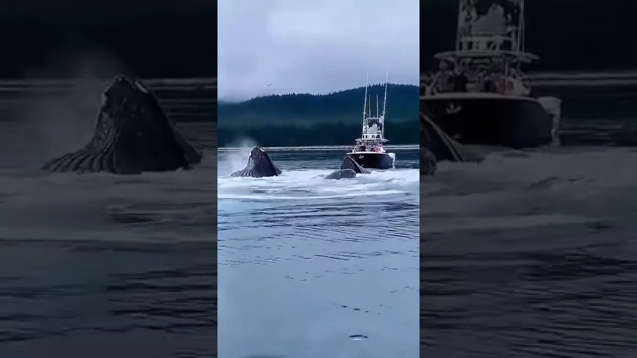 Amazing video views