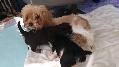 I Litter - 4 weeks & 2 Days(2)