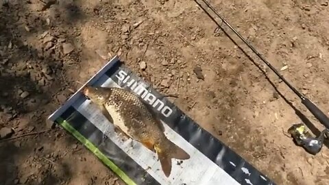 Biggest carp and cod I’ve caught in a long time!!!