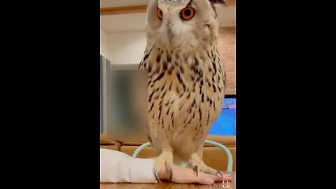 the owl is adorable