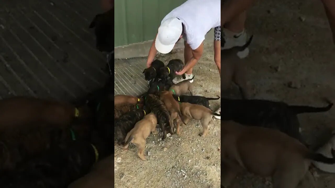 LonelyCreek puppy coming out side for first time