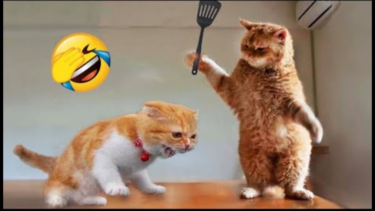 Funny cats and dogs video 🐈🐕.