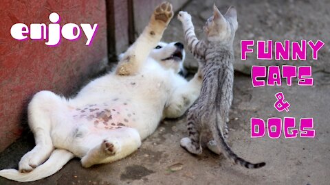 Cute And Funny Cats and Dogs💗Cutest Lands💗