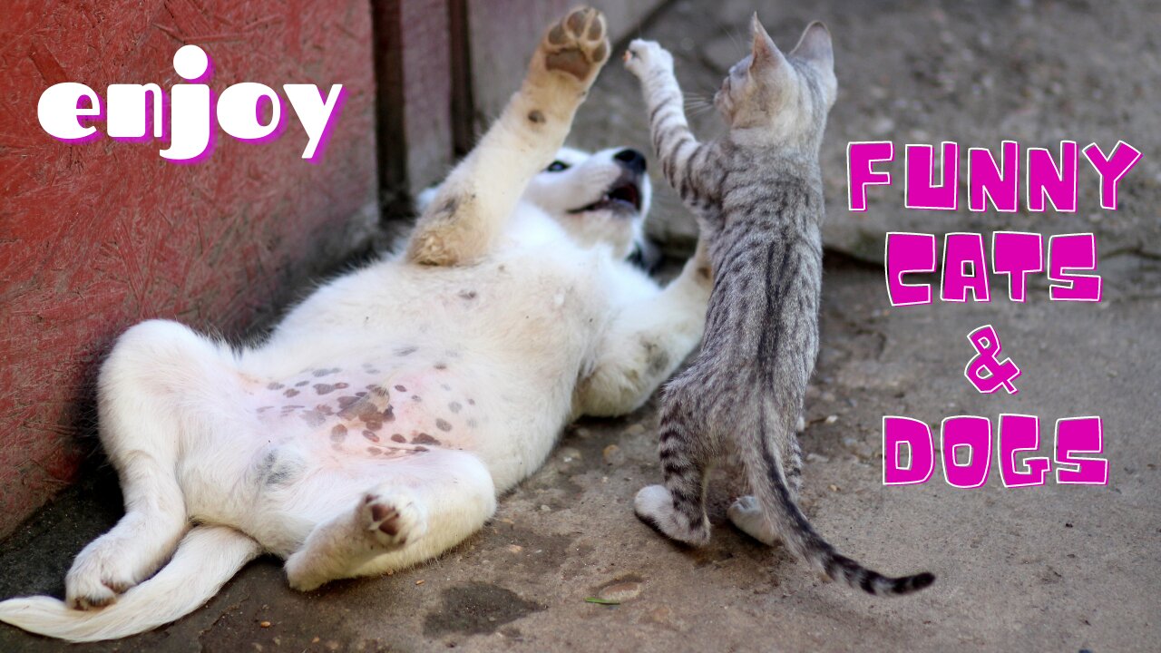 Cute And Funny Cats and Dogs💗Cutest Lands💗