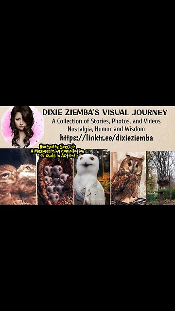 Hootsuite Special: A Mesmerizing Compilation of Owls in Action!