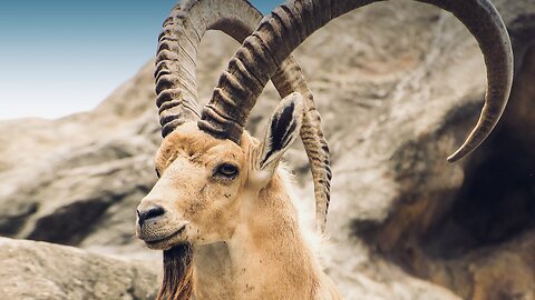 5 Fun Facts About The Nubian Ibex