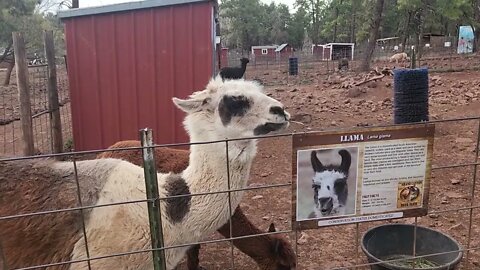 Hablando con la llama | Speaking with the llama