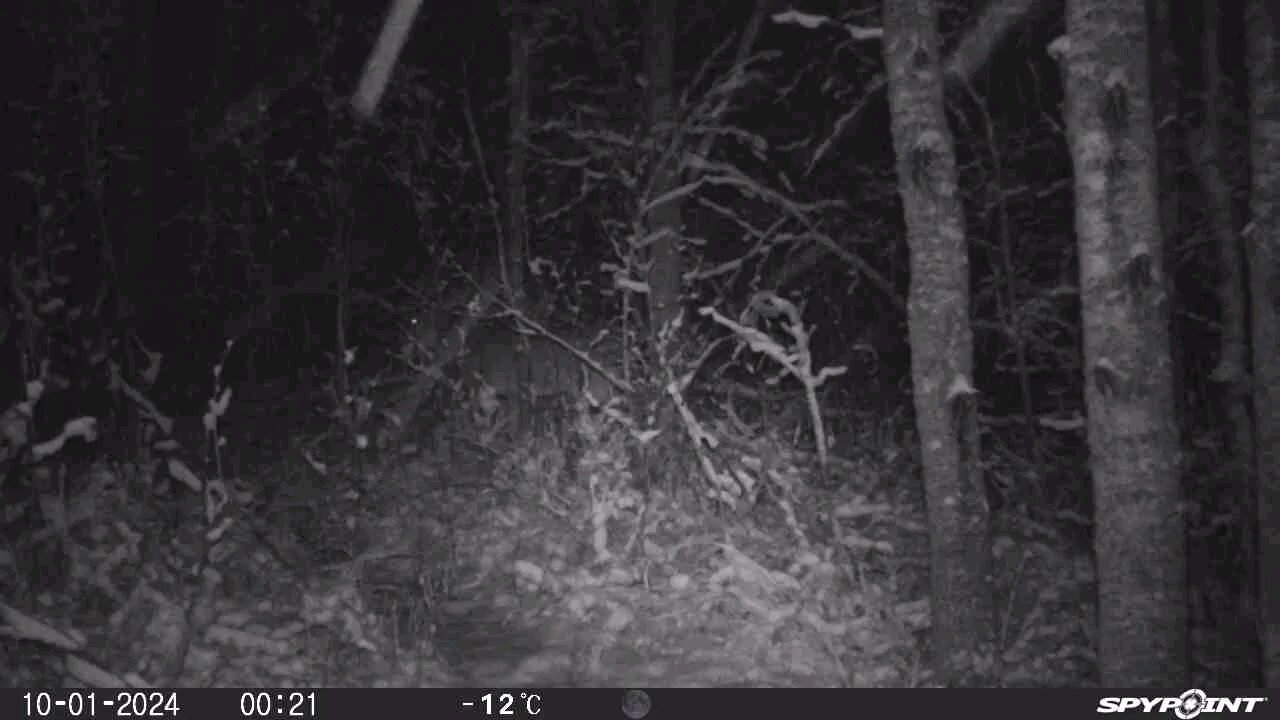 Winter trail cam pull