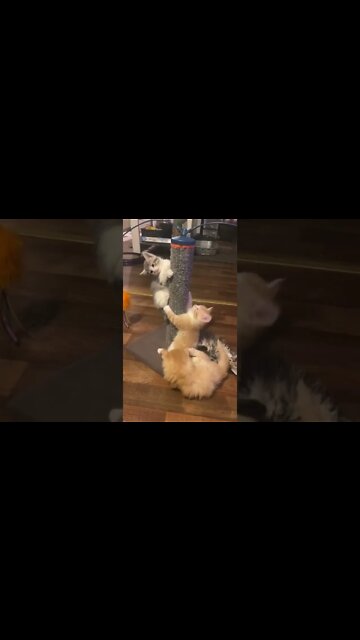 Kitten King of the Mountain