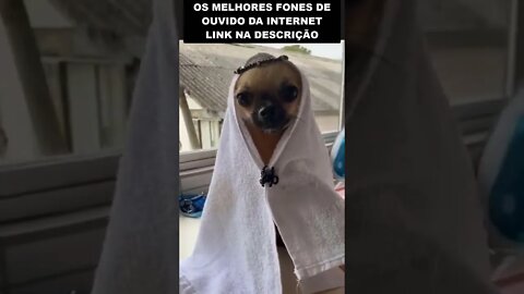 Cachorro bilionário