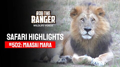 Safari Highlights #502: 02nd October 2018 | Maasai Mara/Zebra Plains | Latest Wildlife Sightings