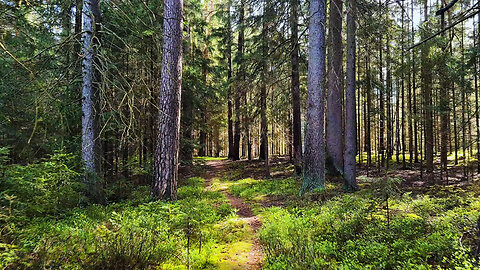 Home Of Logan - ASMR Virtual Forest Walk Nature Sounds No Music