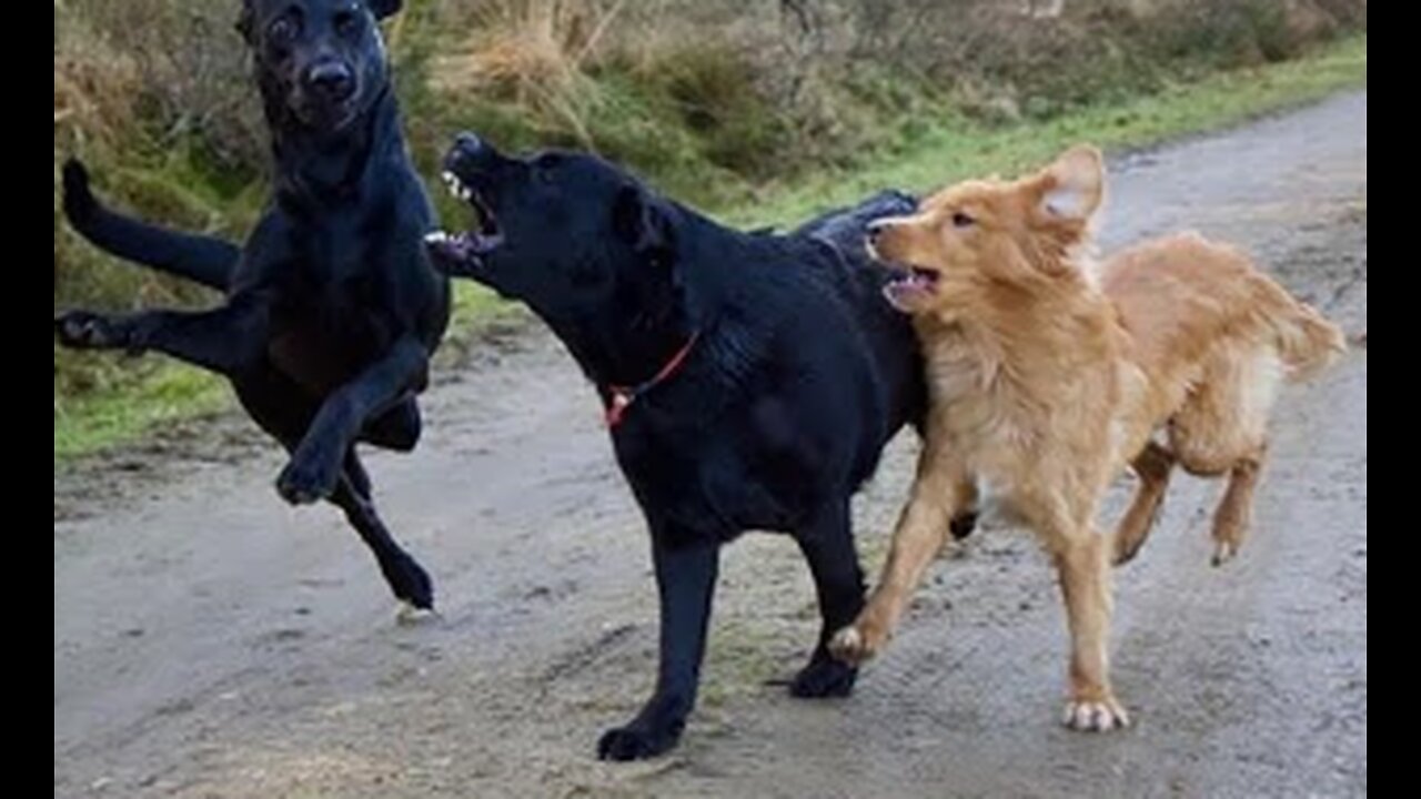 funny animal Moments they're sooo cute 😅😆😆